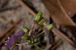 Grassleaf roseling